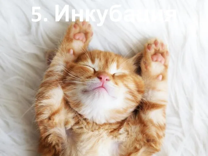 5. Инкубация