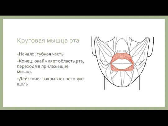 Круговая мышца рта Начало: губная часть Конец: окаймляет область рта, переходя в