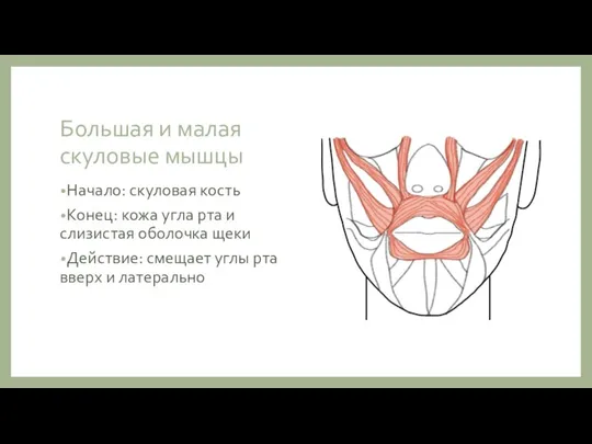 Большая и малая скуловые мышцы Начало: скуловая кость Конец: кожа угла рта