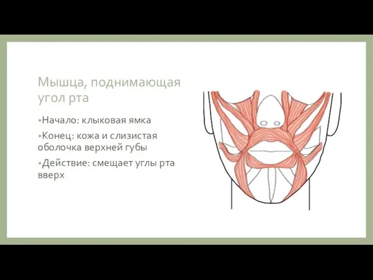Мышца, поднимающая угол рта Начало: клыковая ямка Конец: кожа и слизистая оболочка