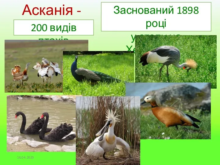 Асканія - Нова Заснований 1898 році у степу на Херсонщині 200 видів птахів 16.04.2020