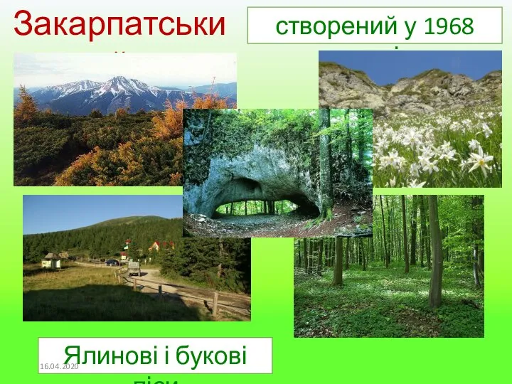 Закарпатський створений у 1968 році Ялинові і букові ліси 16.04.2020