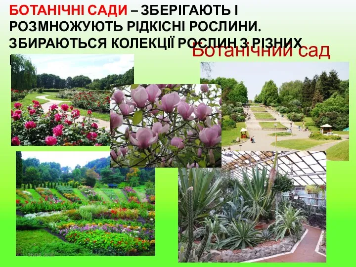 Ботанічний сад Києва БОТАНІЧНІ САДИ – ЗБЕРІГАЮТЬ І РОЗМНОЖУЮТЬ РІДКІСНІ РОСЛИНИ. ЗБИРАЮТЬСЯ