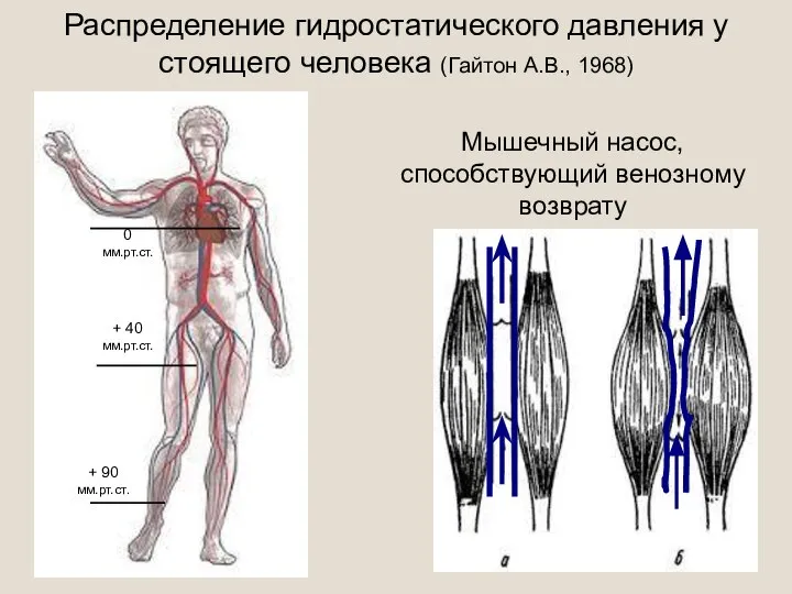 + 90 мм.рт.ст. + 40 мм.рт.ст. 0 мм.рт.ст. Распределение гидростатического давления у