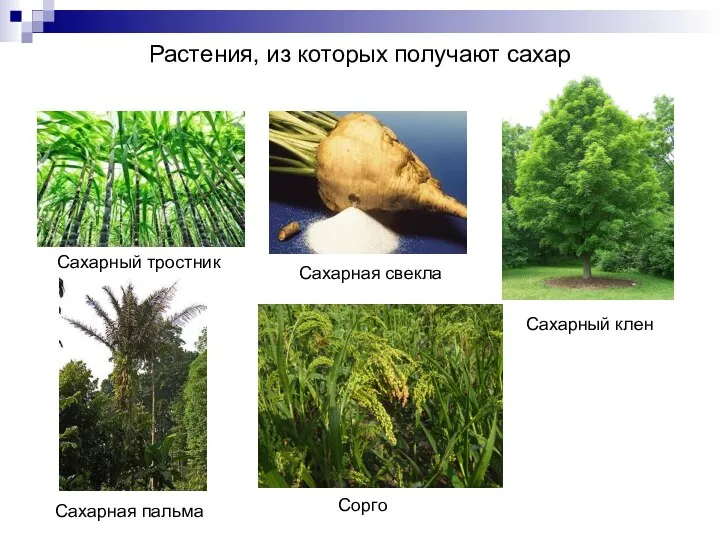 Растения, из которых получают сахар Сахарный тростник Сахарная свекла Сахарный клен Сахарная пальма Сорго