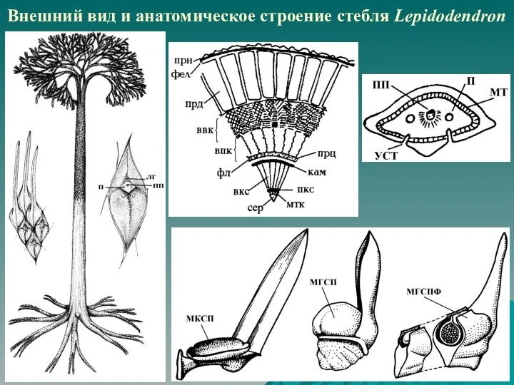 Внешний вид и анатомическое строение стебля Lepidodendron