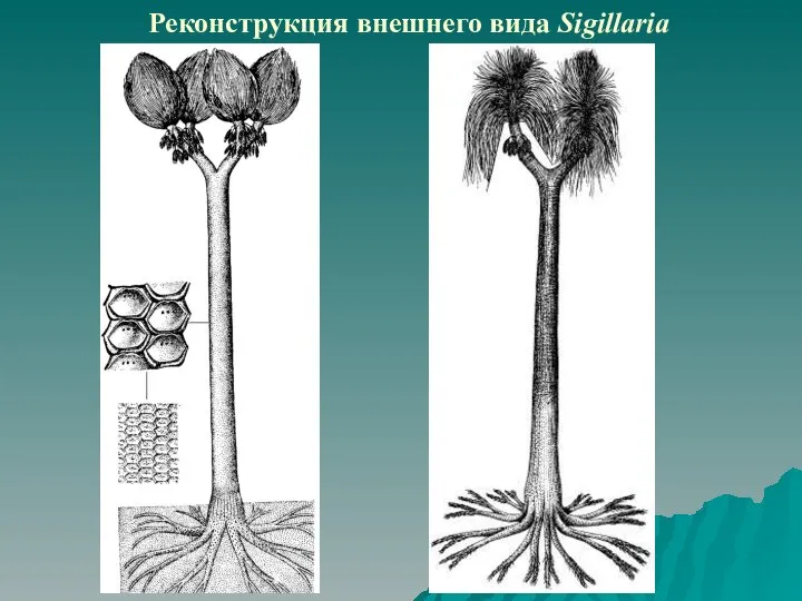 Реконструкция внешнего вида Sigillaria