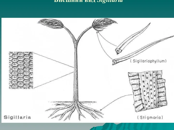 Внешний вид Sigillaria