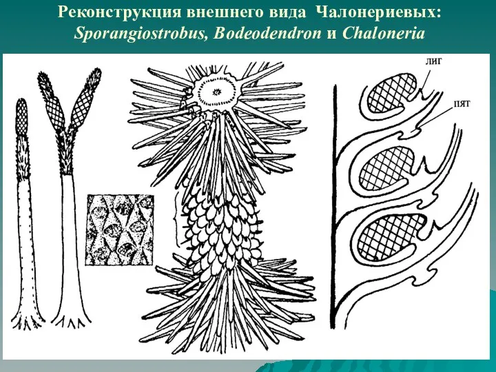 Реконструкция внешнего вида Чалонериевых: Sporangiostrobus, Bodeodendron и Chaloneria
