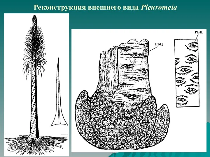 Реконструкция внешнего вида Pleuromeia