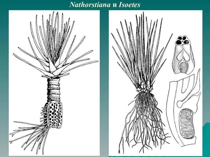 Nathorstiana и Isoetes