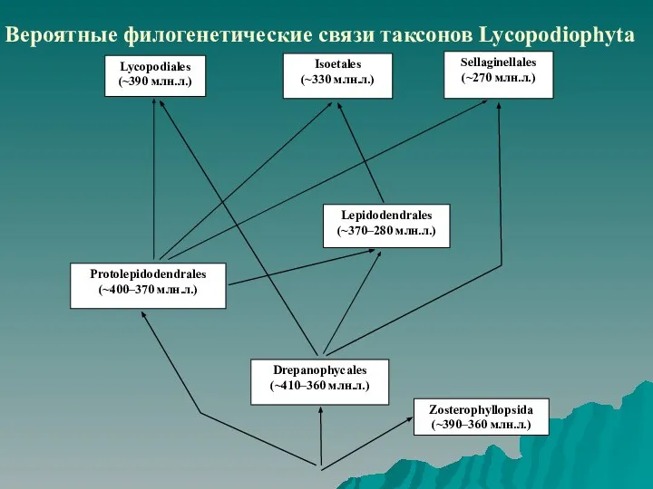 Вероятные филогенетические связи таксонов Lycopodiophyta Zosterophyllopsida (~390–360 млн.л.) Drepanophycales (~410–360 млн.л.) Protolepidodendrales