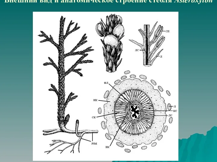 Внешний вид и анатомическое строение стебля Asteroxylon