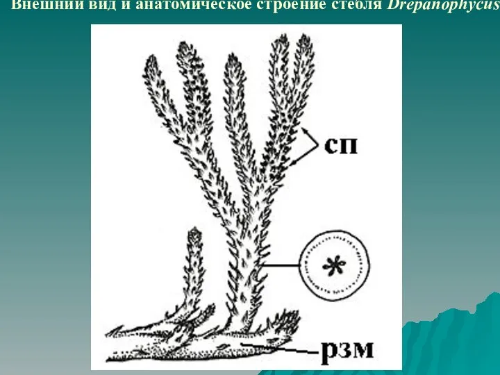 Внешний вид и анатомическое строение стебля Drepanophycus