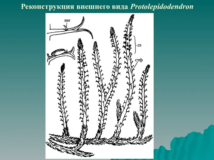 Реконструкция внешнего вида Protolepidodendron