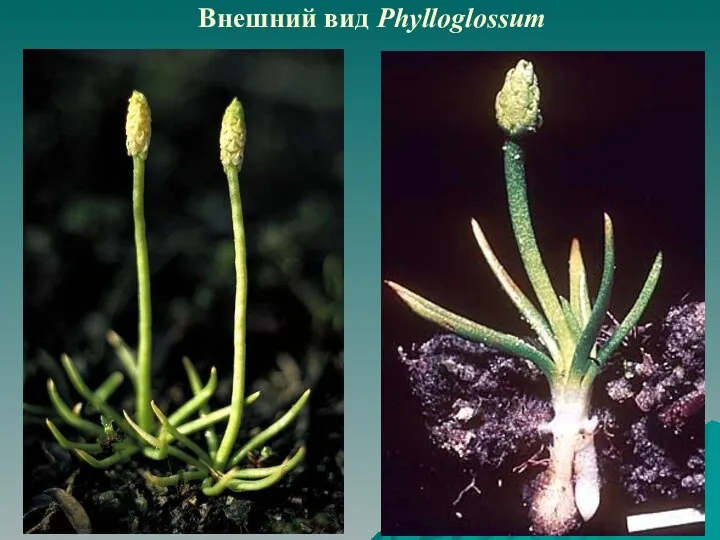 Внешний вид Phylloglossum