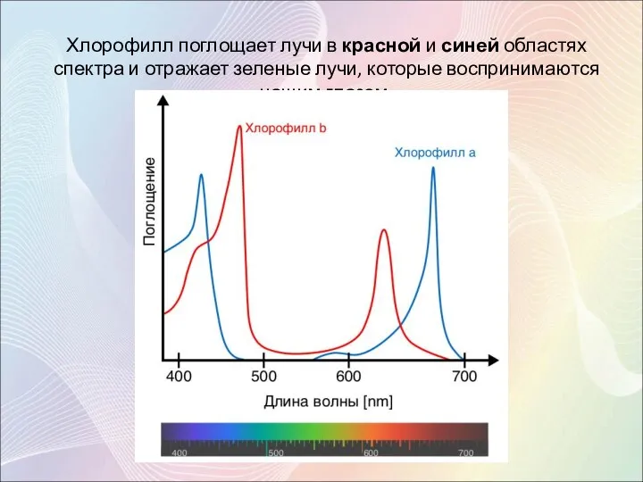 Хлорофилл поглощает лучи в красной и синей областях спектра и отражает зеленые