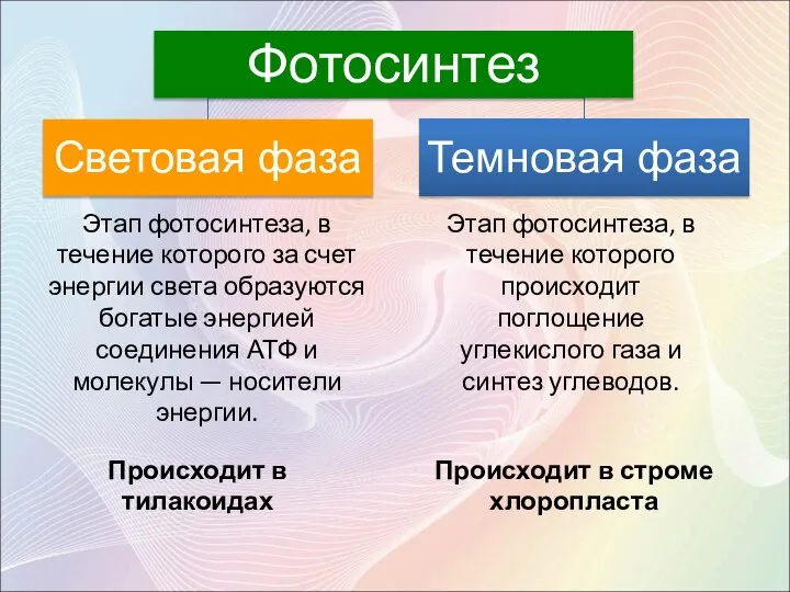 Этап фотосинтеза, в течение которого за счет энергии света образуются богатые энергией