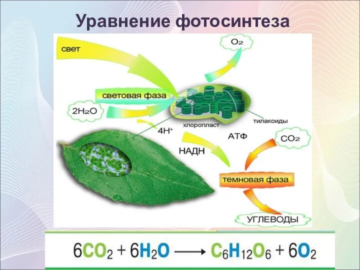 6CO2 + 6H2O = C6H12O6 + 6О2 Уравнение фотосинтеза