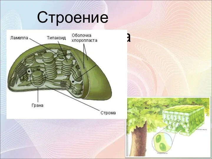 Строение хлоропласта