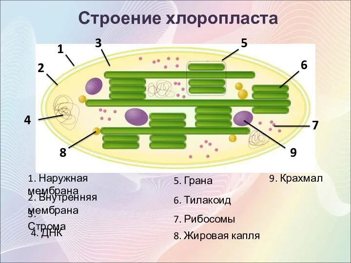 4 1 2 5 6 9 8 7 3 Строение хлоропласта 1.