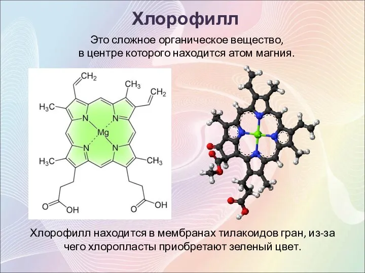 Хлорофилл Это сложное органическое вещество, в центре которого находится атом магния. Хлорофилл