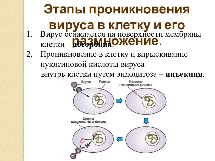 Этапы проникновения вируса в клетку и его размножение. Вирус осаждается на поверхности