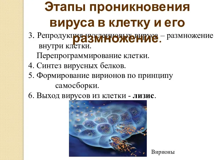 3. Репродукция нуклеиновых вируса – размножение внутри клетки. Перепрограммирование клетки. 4. Синтез