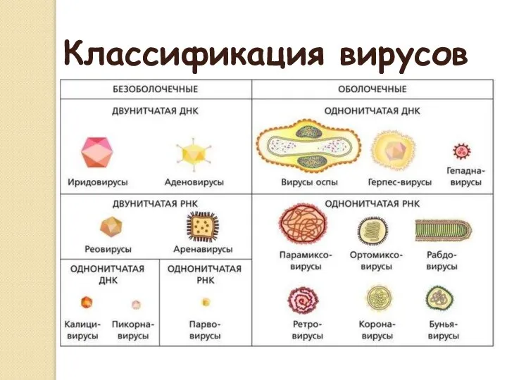 Классификация вирусов Вирусы — сборная группа, не имеющая общего предка. В настоящее