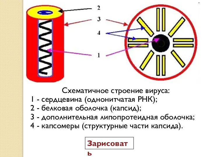 Схематичное строение вируса: 1 - сердцевина (однонитчатая РНК); 2 - белковая оболочка