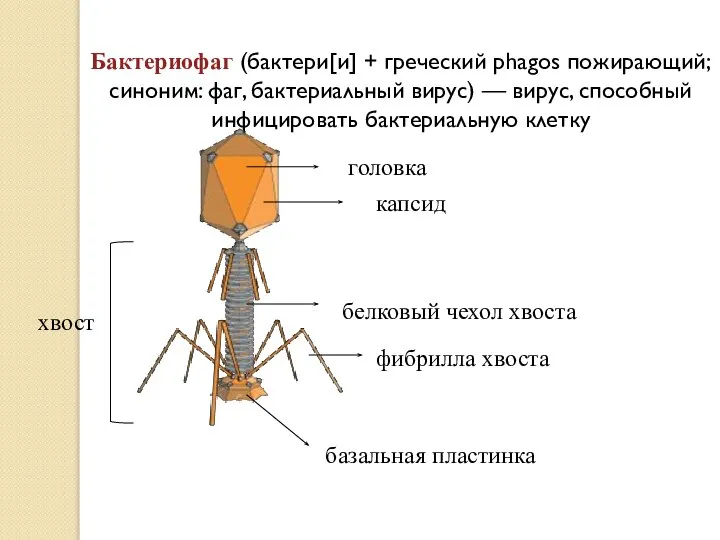 головка Бактериофаг (бактери[и] + греческий phagos пожирающий; синоним: фаг, бактериальный вирус) —