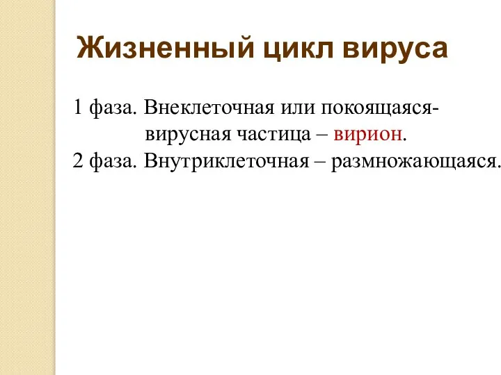 1 фаза. Внеклеточная или покоящаяся- вирусная частица – вирион. 2 фаза. Внутриклеточная