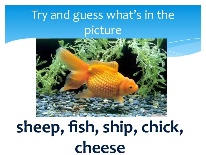 Try and guess what’s in the picture sheep, fish, ship, chick, cheese