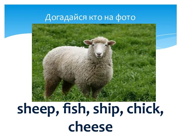 Догадайся кто на фото sheep, fish, ship, chick, cheese