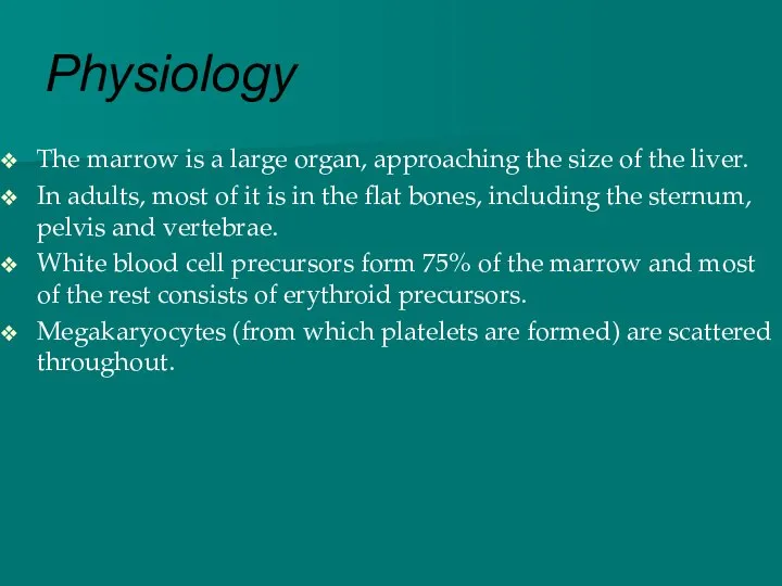 Physiology The marrow is a large organ, approaching the size of the