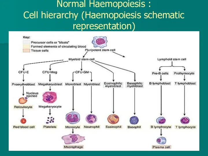 Normal Haemopoiesis : Cell hierarchy (Haemopoiesis schematic representation)