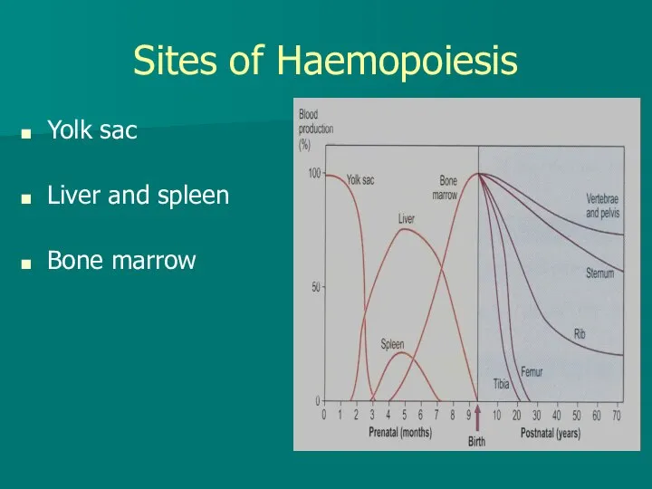 Sites of Haemopoiesis Yolk sac Liver and spleen Bone marrow