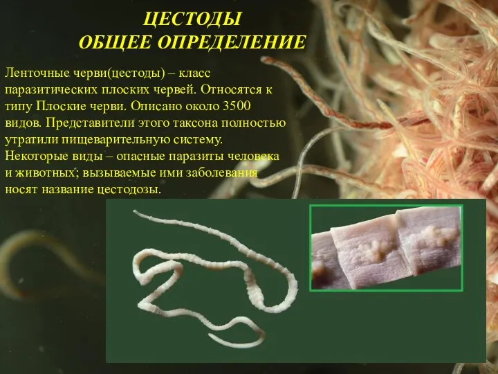 Ленточные черви(цестоды) – класс паразитических плоских червей. Относятся к типу Плоские черви.