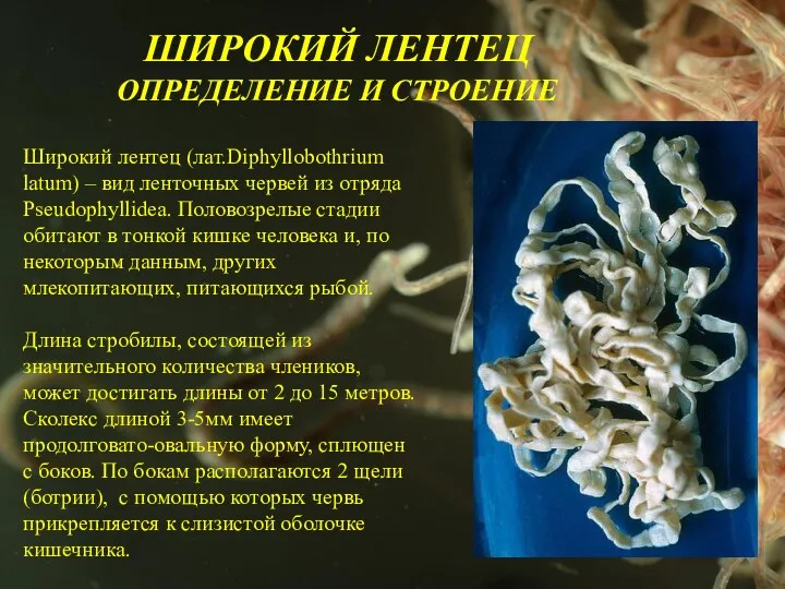 ШИРОКИЙ ЛЕНТЕЦ ОПРЕДЕЛЕНИЕ И СТРОЕНИЕ Широкий лентец (лат.Diphyllobothrium latum) – вид ленточных