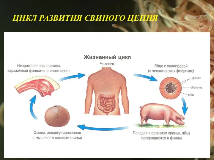 ЦИКЛ РАЗВИТИЯ СВИНОГО ЦЕПНЯ