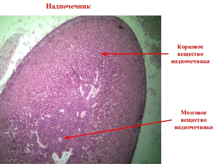 Корковое вещество надпочечника Надпочечник Мозговое вещество надпочечника