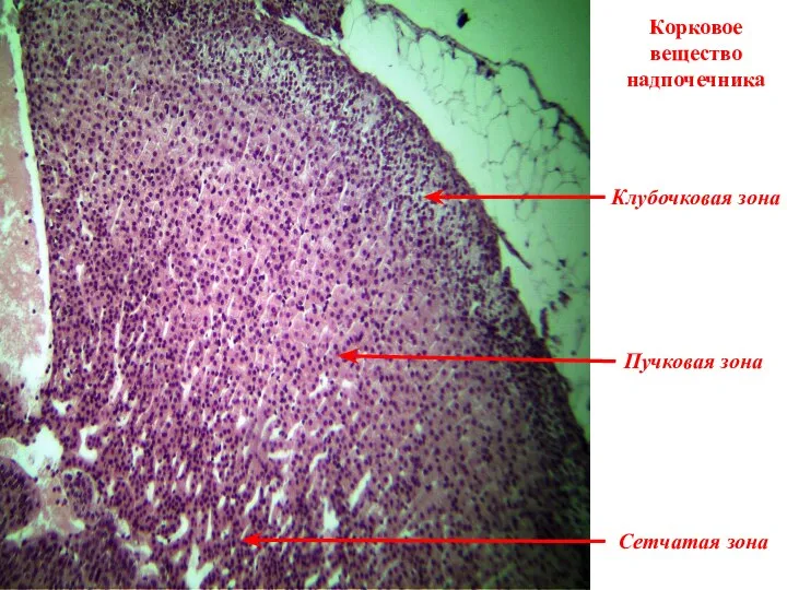 Корковое вещество надпочечника Клубочковая зона Пучковая зона Сетчатая зона