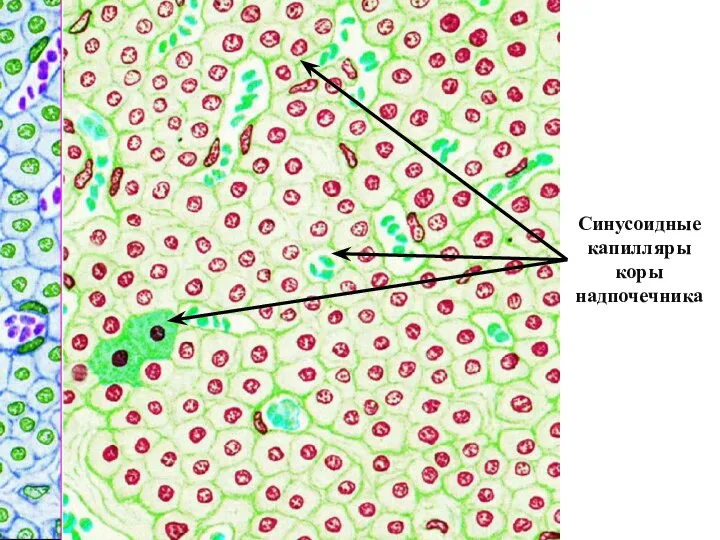 Синусоидные капилляры коры надпочечника