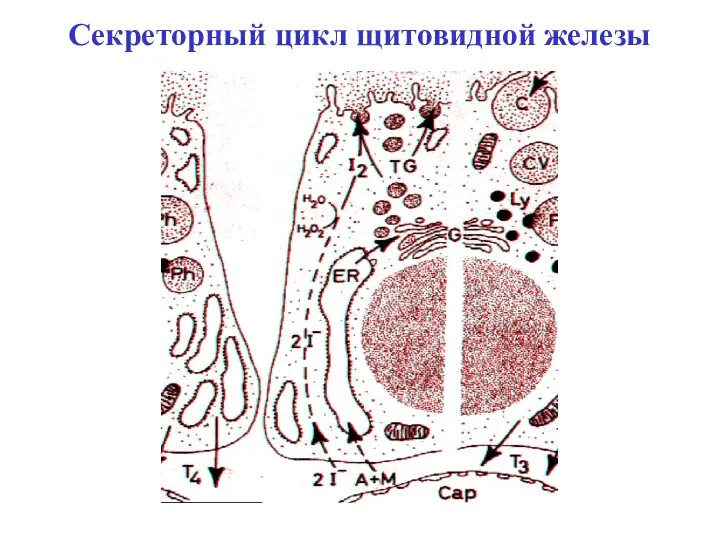 Секреторный цикл щитовидной железы