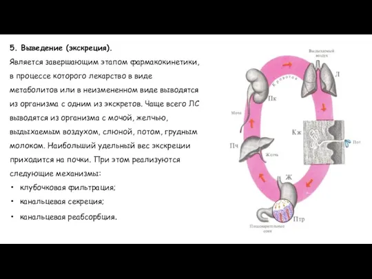 5. Выведение (экскреция). Является завершающим этапом фармакокинетики, в процессе которого лекарство в