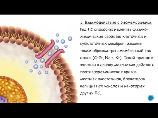 3. Взаимодействие с биомембранами. Ряд ЛС способны изменять физико-химические свойства клеточных и