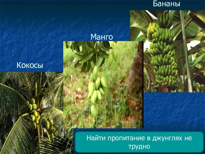 Бананы Манго Кокосы Найти пропитание в джунглях не трудно