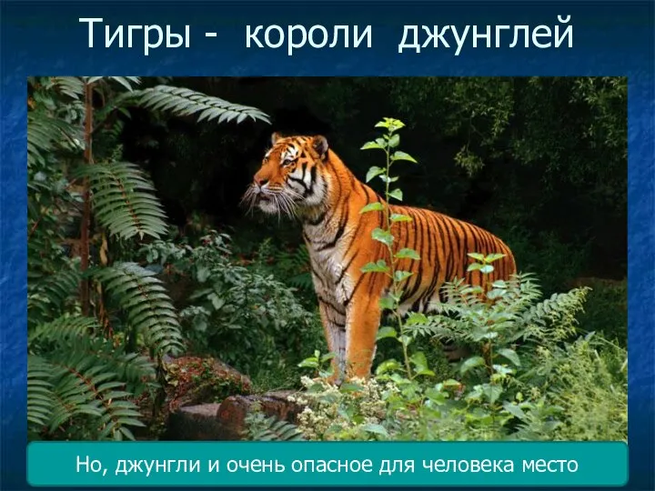Тигры - короли джунглей Но, джунгли и очень опасное для человека место