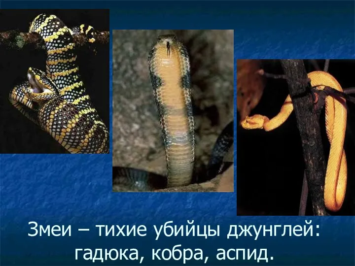 Змеи – тихие убийцы джунглей: гадюка, кобра, аспид.