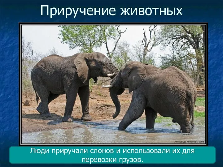 Приручение животных Люди приручали слонов и использовали их для перевозки грузов.